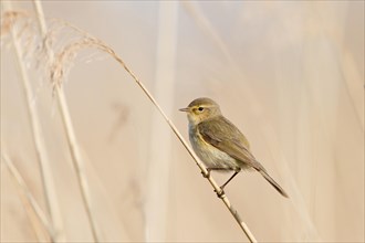 Willow Warbler (Phylloscopus trochilus) perched on reed