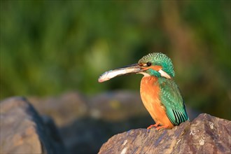 Male Kingfisher (Alcedo atthis) on stone with fish for mating feeding