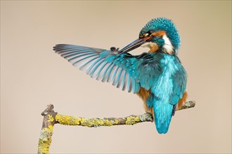 Male Kingfisher (Alcedo atthis) preening