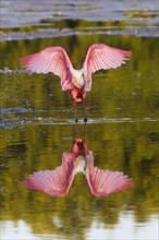 Roseate Spoonbill (Ajaia ajaja) with its reflection in the water