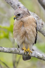 Red-shouldered Hawk (Buteo lineatus)