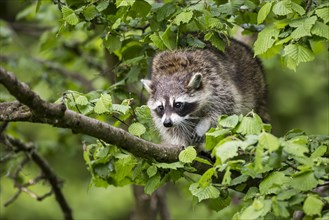 Raccoon (Procyon lotor) sitting in a tree