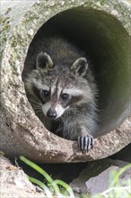 Raccoon (Procyon lotor) in concrete pipe
