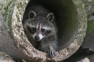 Raccoon (Procyon lotor) in concrete pipe