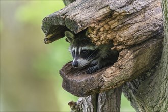 Raccoon (Procyon lotor) sitting in hollow tree trunk
