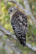 Red-shouldered Hawk (Buteo lineatus) perched on branch