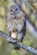 Red-shouldered Hawk (Buteo lineatus) perched on branch