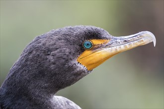 Double-crested cormorant (Phalacrocorax auritus)