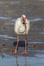 American white ibis (Eudocimus albus)
