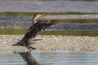 Double-crested Cormorant (Phalacrocorax auritus) flapping its wings