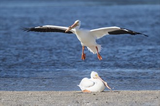 American White Pelicans (Pelecanus erythrorhynchos) at the water