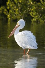 American White Pelican (Pelecanus erythrorhynchos) standing in water