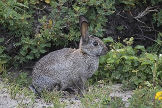 Wild common rabbit (Oryctolagus cuniculus)