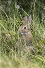 Wild common rabbit (Oryctolagus cuniculus) hiding in tall grass