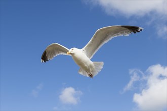 European herring gull (Larus argentatus)