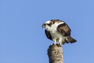 Osprey (Pandion haliaetus carolinensis) perched on palm trunk