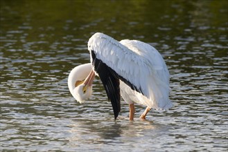 American white pelican (Pelecanus erythrorhynchos) preening feathers