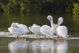 American white pelican (Pelecanus erythrorhynchos) standing in water