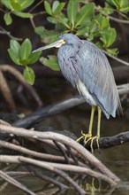 Tricolored heron (Egretta tricolor) by the water
