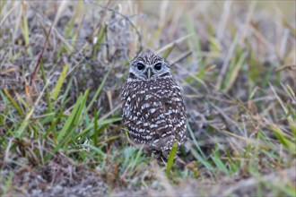Burrowing owl (Athene cunicularia) sitting in grass