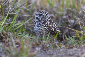 Burrowing owl (Athene cunicularia) sitting in grass