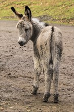 Thuringer Wald donkey (Equus asinus)