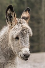 Thuringer Wald donkey (Equus asinus)