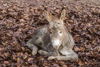 Thuringer Wald donkey (Equus asinus)