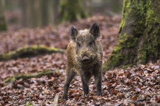 Wild boar