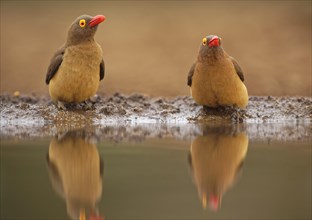 Red-billed oxpecker (Buphagus erythrorhynchus) at a waterhole