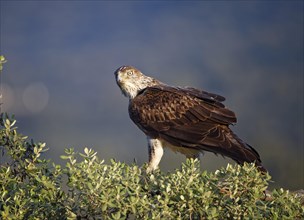 Bonelli's eagle (Aquila fasciata) sits attentively on a tree