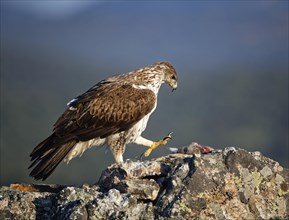 Bonelli's eagle (Aquila fasciata) with captured rabbit on rock