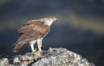 Bonelli's eagle (Aquila fasciata) looking for rocks