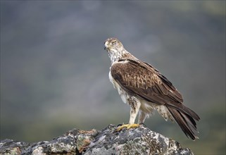 Bonelli's eagle (Aquila fasciata) on rocks