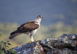 Bonelli's eagle (Aquila fasciata) looking for rocks