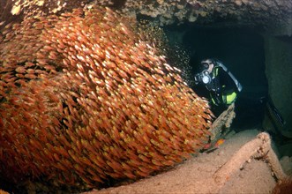 Diver with a swarm of Glassy Sweepers