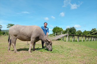 Thai farmer feeding grass to a Water BuffaloÂ orÂ domestic Asian Water BuffaloÂ