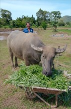 Thai farmer feeding grass to a Water BuffaloÂ orÂ domestic Asian Water BuffaloÂ