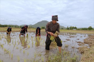 Tai Dam peasants planting rice seedlings