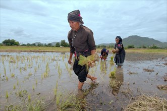 Tai Dam peasants planting rice seedlings