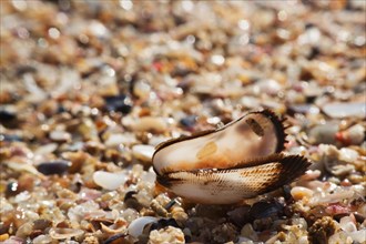 Empty shell on a gravel beach