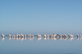 Great white pelicans