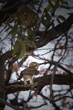 African barred owlet