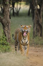Indian or Bengal Tiger