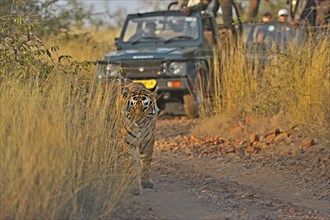 Tourist vehicles following an Indian or Bengal Tiger