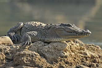 Mugger Crocodile or Indian Marsh Crocodile