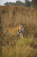 Bengal or Indian tiger