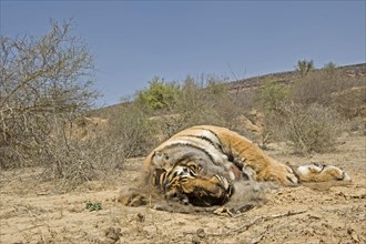 Dead subadult male Indian or Bengal Tiger