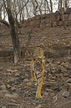 Indian or Bengal tigress