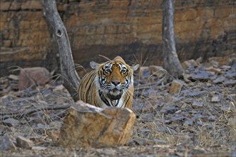 Radio collared Indian or Bengal tigress